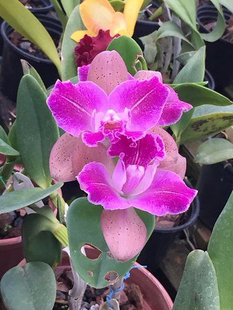 Orquidácea